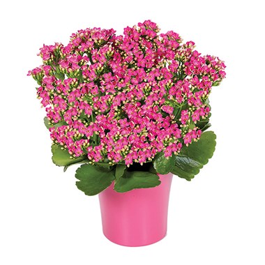 Pink Kalanchoe Plant